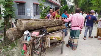 বাগেরহাটে বন কর্মকর্তার বিরুদ্ধে গাছ পাচারের অভিযোগ
